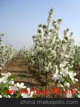 供應海棠樹苗——懷來縣金海棠農(nóng)產(chǎn)品貿(mào)易中心優(yōu)質(zhì)喬木資源