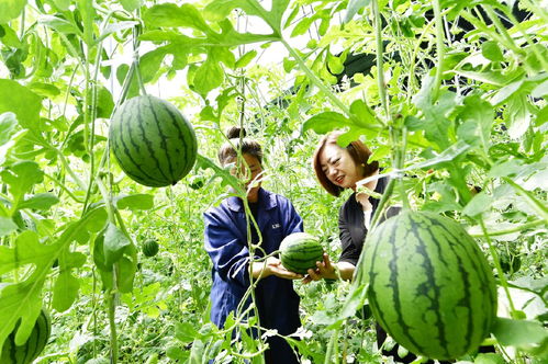西集鎮(zhèn)九大農(nóng)產(chǎn)品喜獲綠色食品認證，農(nóng)業(yè)綠色發(fā)展邁上新臺階